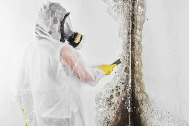 Best Asbestos and Lead Testing During Mold Inspection  in Fort Washington, MD